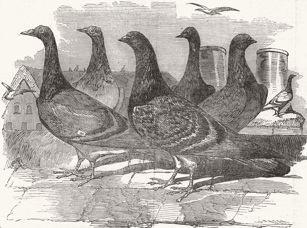 BIRDS. Carrier Pigeons for John Franklin search 1851 old antique print picture